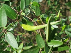 Metastelma barbigerum