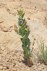 Astragalus asclepiadoides