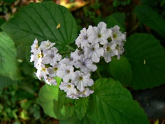 Heliotropium leiocarpum