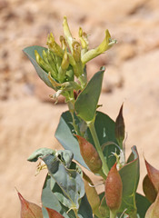 Astragalus asclepiadoides