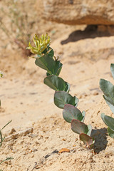 Astragalus asclepiadoides