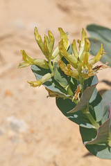 Astragalus asclepiadoides