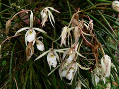 Brassavola