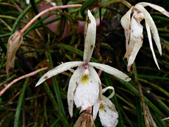Brassavola