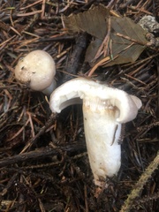 Lactarius pallescens
