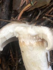 Lactarius pallescens