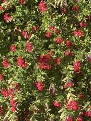 Magnoliopsida
