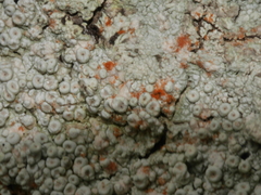 Coccotrema cucurbitula