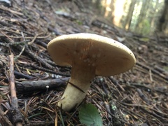 Lactarius pallescens