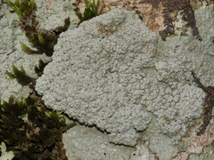 Coccotrema cucurbitula
