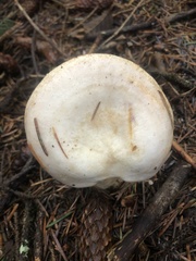 Lactarius pallescens