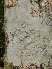 Coccotrema cucurbitula