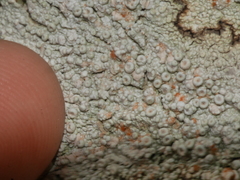 Coccotrema cucurbitula