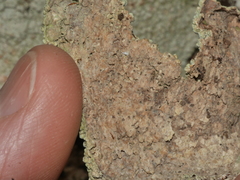 Coccotrema cucurbitula