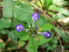 Scutellaria uliginosa