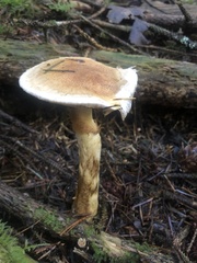 Phlegmacium patrickense