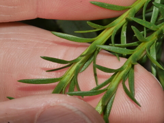 Phlegmariurus varius