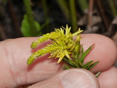 Phlegmariurus varius