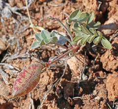 Astragalus chamaeleuce