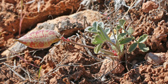 Astragalus chamaeleuce