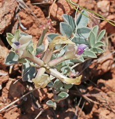 Astragalus chamaeleuce