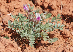 Astragalus chamaeleuce
