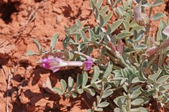 Astragalus chamaeleuce