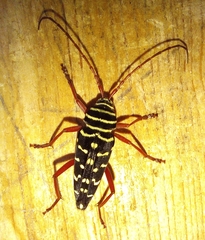 Placosternus erythropus