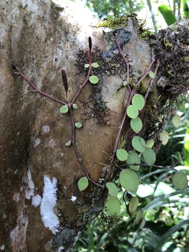 Peperomia mollisoides