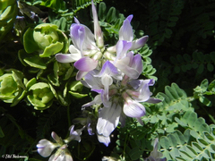 Astragalus amatus