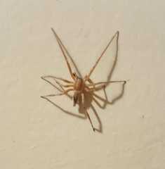 Araneae