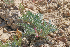 Astragalus chamaeleuce