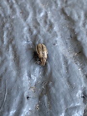 Naupactus peregrinus