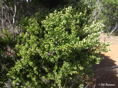 Baccharis vernalis