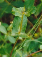 Lonicera etrusca