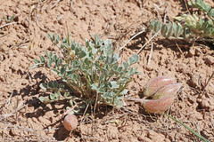 Astragalus chamaeleuce