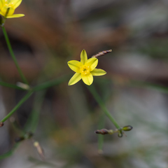 Tricoryne tenella