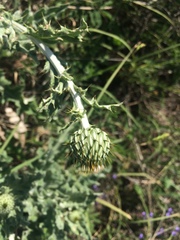 Cirsium undulatum