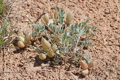 Astragalus chamaeleuce