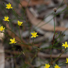 Tricoryne tenella