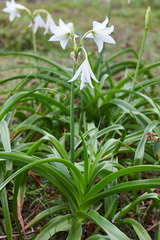 Crinum bulbispermum