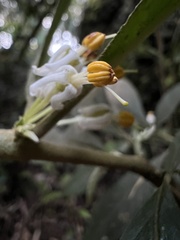 Lycianthes radiata