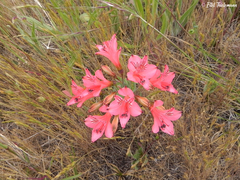 Alstroemeria ligtu ligtu