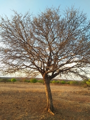 Aspidosperma pyrifolium