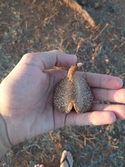 Aspidosperma pyrifolium