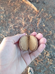Aspidosperma pyrifolium