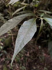 Lycianthes radiata