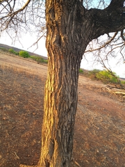 Aspidosperma pyrifolium