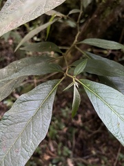 Lycianthes radiata