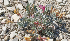 Astragalus chamaeleuce
